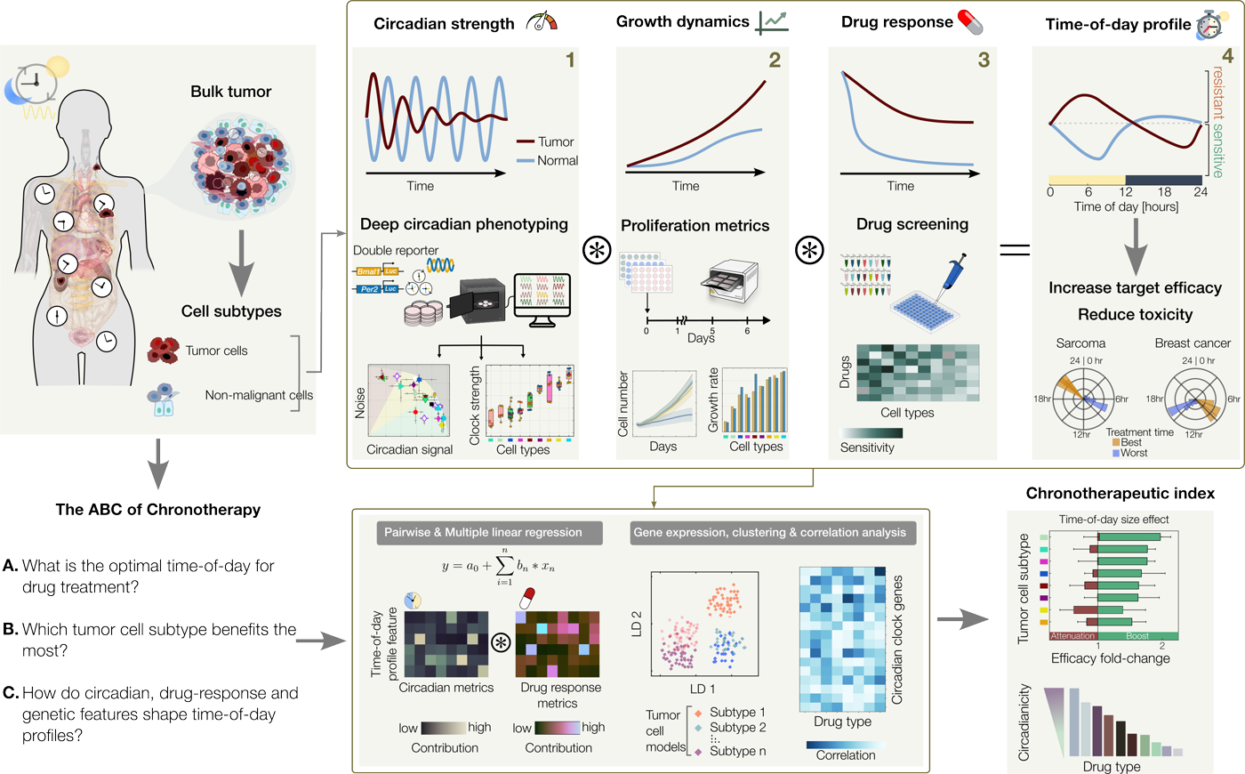Experimental and computational framework for time-of-day drug response profiling