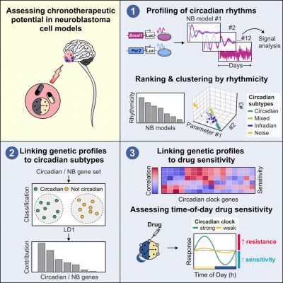 Graphical abstract