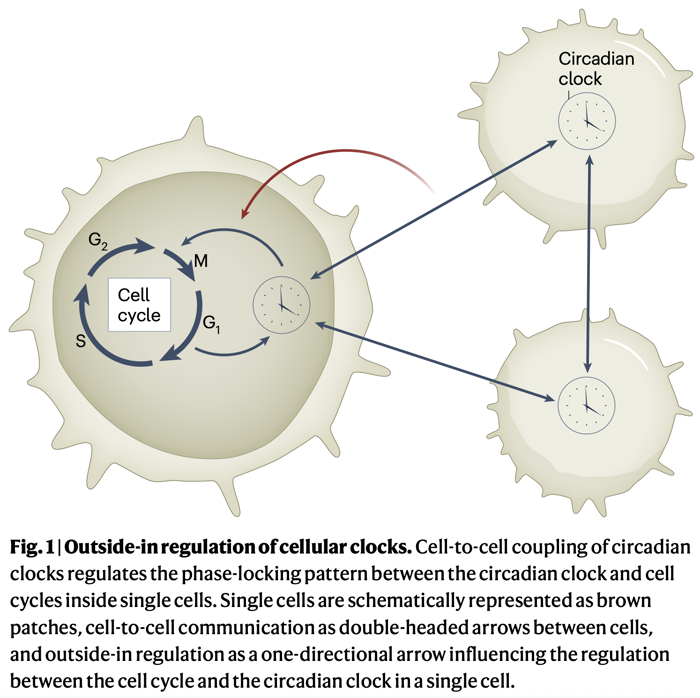 Figure from the article